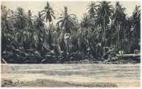 oz362167.jpg