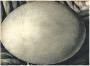 oz362245.jpg