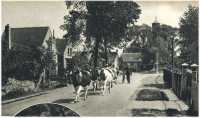 oz362343.jpg