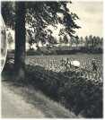 oz362345.jpg