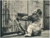 oz362457.jpg