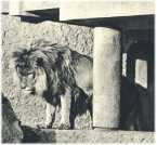 oz362557.jpg