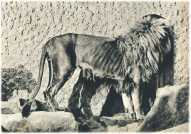 oz362560.jpg