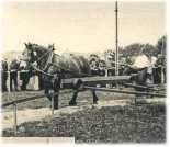 oz362671.jpg