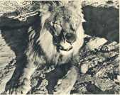 oz362732.jpg