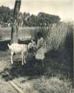 oz362750.jpg