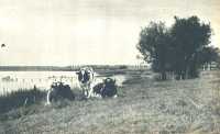 oz362852.jpg