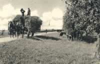 oz363130.jpg