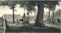 oz363244.jpg