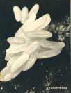 oz363254.jpg