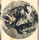 oz363257.jpg