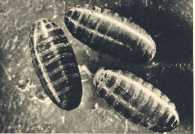 oz363260.jpg