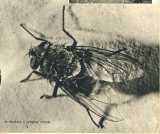 oz363261.jpg