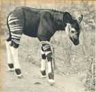 oz363532.jpg