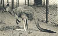 oz363536.jpg