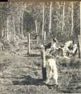 oz363612.jpg