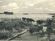 oz3640102.jpg