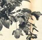 oz364076.jpg