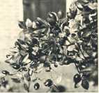 oz364079.jpg