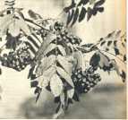 oz364080.jpg