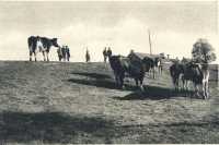oz364224.jpg
