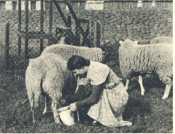 oz364316.jpg