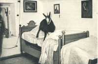 oz364374.jpg