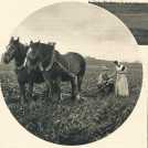 oz364627.jpg