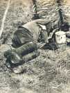 oz364705.jpg