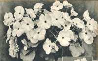 oz364968.jpg