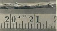 oz365322.jpg