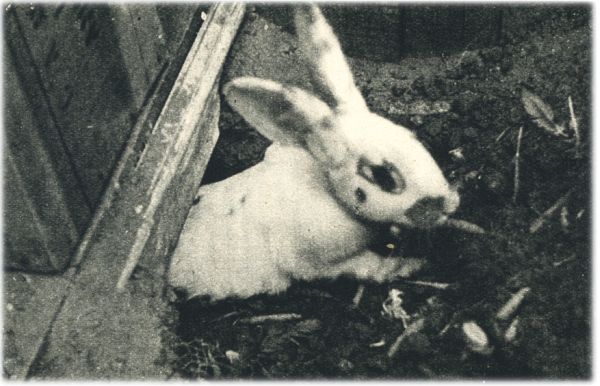 Klik voor de volgende foto