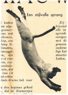 Klik voor de volgende foto