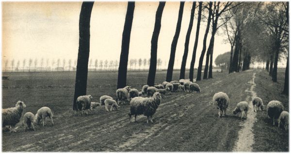 Klik voor de volgende foto