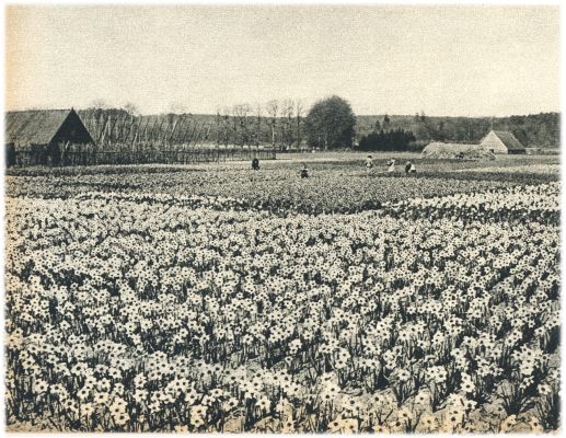 Klik voor de volgende foto