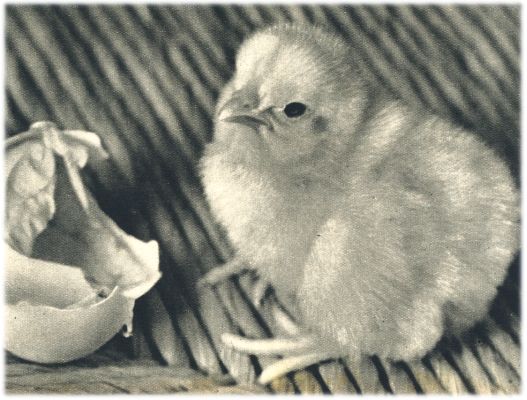Klik voor de volgende foto