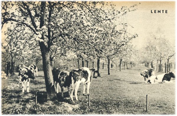 Klik voor de volgende foto