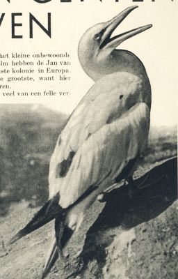 Klik voor de volgende foto