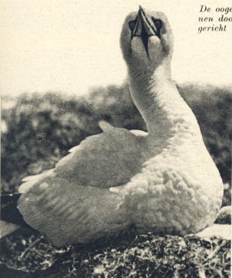 Klik voor de volgende foto