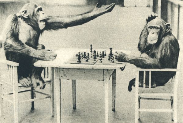 Klik voor de volgende foto