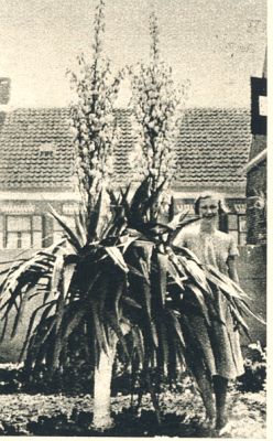 Klik voor de volgende foto