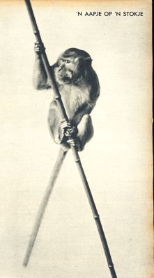 Klik voor de volgende foto