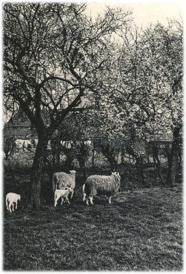 Klik voor de volgende foto