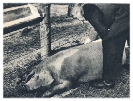 Klik voor de volgende foto