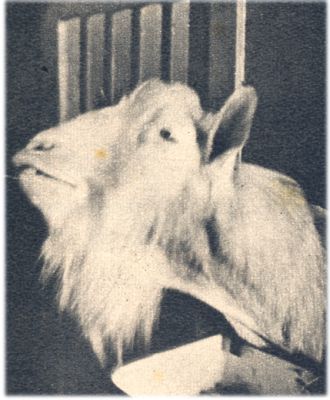 Klik voor de volgende foto